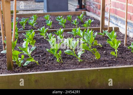 Die Fava säte breite Bohnen und pflanzten Setzlinge, die außerhalb eines Hauses in einem Hochbeet im britischen Garten wuchsen Stockfoto