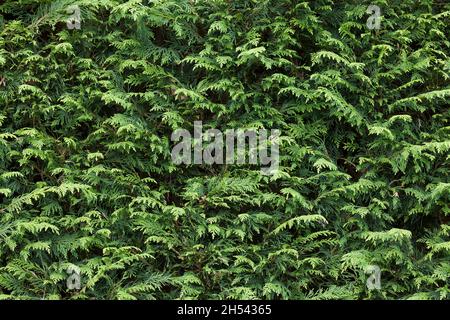 Immergrüne Gartenhecke, cupressus leylandii (leyland Cypress), Vollformatmuster, Textur oder Hintergrund, UK Stockfoto