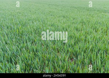 Grünes Feld für junge Weizenpflanzen auf britischem Ackerland. Bio-Anbau Konzept, Hintergrund, Textur oder Muster Stockfoto