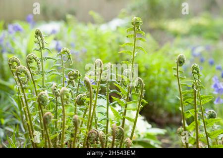 Farne, Nahaufnahme von neuen Wedeln oder Geigen, die im Frühjahr auf einer Pflanze in einem britischen Garten wachsen. Dryopteris filix Mas (Holzfarn) Stockfoto
