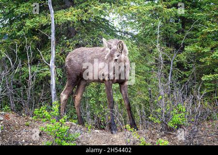 Junge Elche kommen aus dem Wald in Alaska Stockfoto