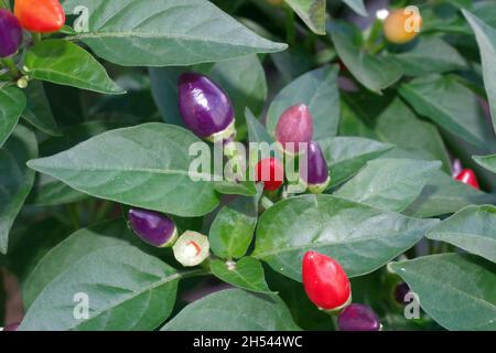 Chili-Pfeffer-Früchte aus der Nähe Stockfoto