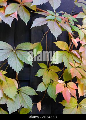 Nahaufnahme von grünen und roten Blättern am Zaun, Sibiu, Rumänien Stockfoto