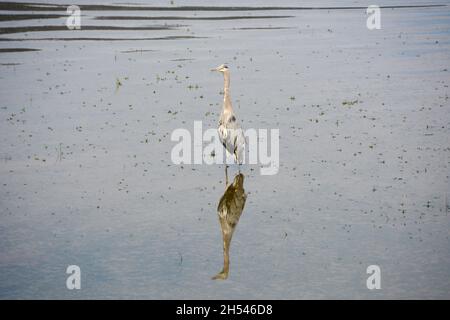 Ein großer blauer Reiher, der im Wasser in der Nähe des Pitt Lake, einem natürlichen Vogelschutzgebiet, in der Nähe von Pitt Meadows, British Columbia, Kanada, steht. Stockfoto