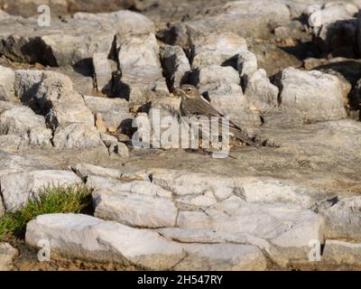 Anthus petrosus, ein europäischer Felspiper oder einfach nur Felspiper, der auf einigen Felsen steht. Stockfoto