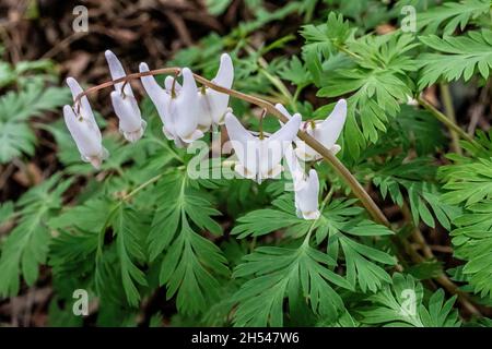 Holländer Hosen Wildblume blüht im Frühjahr in den Wäldern. Stockfoto