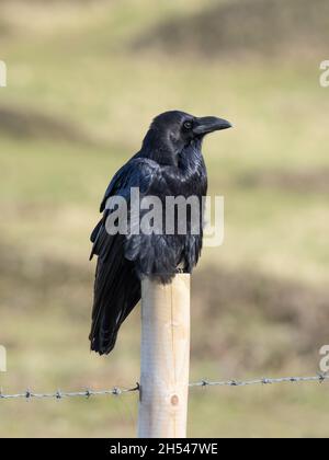 Corvus corax, ein gewöhnlicher Rabe, auch bekannt als westlicher Rabe oder nördlicher Rabe, thront auf einem hölzernen Zaunpfosten. Stockfoto