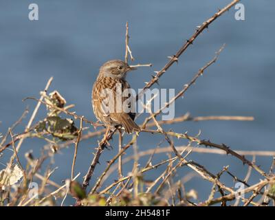 Prunella modularis, ein Dunnock, auch bekannt als Heckenakzentuor, Heckensperling oder Heckenwaldsänger, thront auf einem Dornbusch mit Blick auf das Meer. Stockfoto