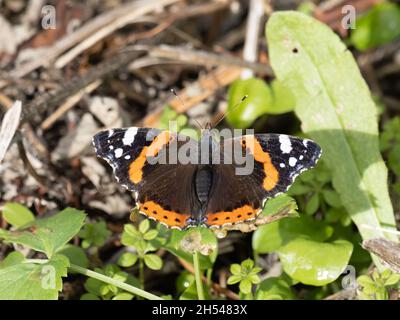 Vanessa atalanta, früher ein roter Admiralschmetterling, nannte ihn den roten Admiralschmetterling und genoss die Herbstsonne, während er sich auf einigen Blättern ausruhte. Stockfoto