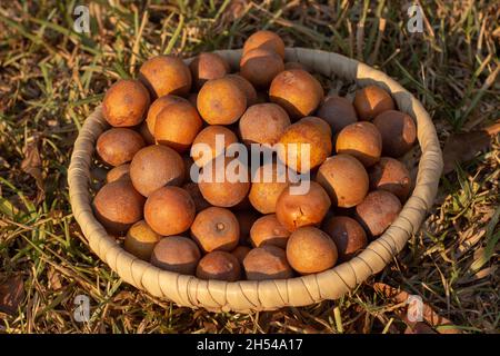 Uapaca kirkiana Afrikanische Wildfrüchte, die als Mazhanje oder masuku bekannt sind Stockfoto