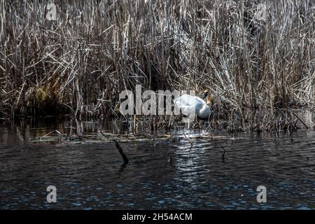 Schwan am Rande eines Feuchtgebiets, das im Frühling auf einem Nest sitzt. Stockfoto