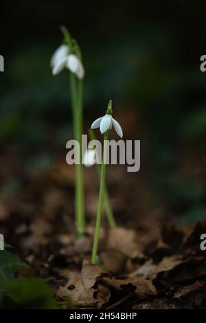 Nahaufnahme von herbstblühenden Schneeglöckchen (Galanthus reginae-olgae) Pflanzen unter herbstlichem Blattstreu in einem Garten Stockfoto