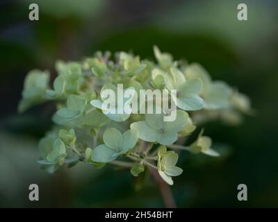 Nahaufnahme von Blütenköpfen der Hydrangea paniculata „Limelight“ in einem Garten im Herbst Stockfoto