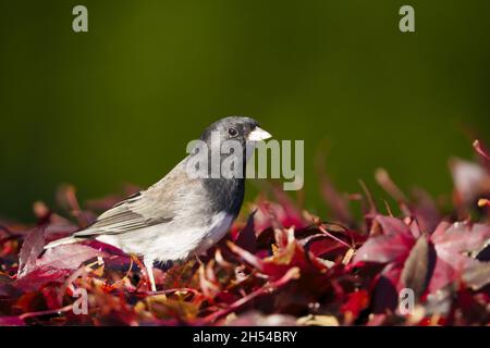 Erwachsener, dunkeläugiger junco (Junco hyemalis Oregon), der in roten Herbstblättern steht, Washington State, USA Stockfoto