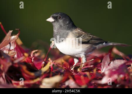 Erwachsener, dunkeläugiger junco (Junco hyemalis Oregon), der in roten Herbstblättern steht, Washington State, USA Stockfoto