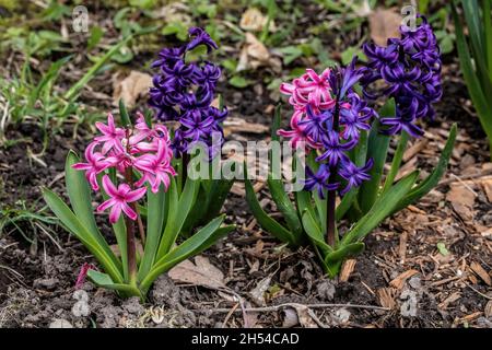 Pinke und violette Hyazinthen in einem Frühlingsgarten, St. Croix Falls, Wisconsin USA. Stockfoto