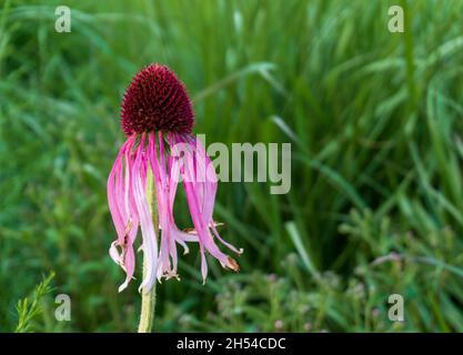 Echinacea pallida, oder auch bekannt als Pale Purple Coneflower, blüht in den Sommermonaten Stockfoto