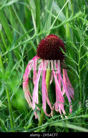 Echinacea pallida, oder auch bekannt als Pale Purple Coneflower, blüht in den Sommermonaten Stockfoto