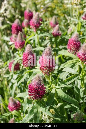 Fuchsschwanzklee im Park, lila und rosa Farbe. Stockfoto