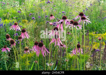 Echinacea pallida, oder allgemein als Pale Purple Coneflower, in der Blüte in den Sommermonaten Stockfoto