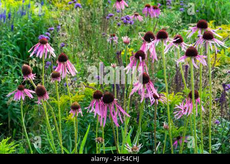 Echinacea pallida, oder allgemein als Pale Purple Coneflower, in der Blüte in den Sommermonaten Stockfoto