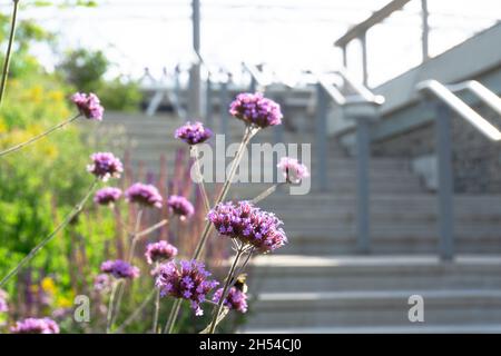 London, Großbritannien. 13. Juli 2020. Schritte hinter der purpletop Vervain flowerson Queen Elizabeth Olympic Park in Stratford. Stockfoto