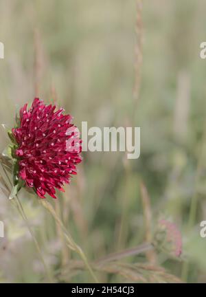 Nahaufnahme der Scabiosa atropurpurea (auch bekannt als Trauerbraut oder Sweet Scabious). Einzelne Blume, selektiver Fokus mit unscharfem Hintergrund. Stockfoto