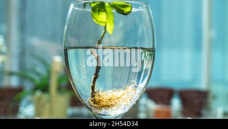 Basilikum mit Wurzeln im Wasser in Weingala auf dem Balkon. Viele Wurzeln im Wasser. Neues Lebenskonzept. Pflanzenwachstum. Hoffnung. Textraum. Stockfoto