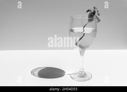 Schwarz und Weiß. Basilikum mit Wurzeln im Wasser in Weingala. Viele Wurzeln im Wasser unter Sonnenschein mit Schatten. Neues Lebenskonzept. Pflanzenzucht. Hoffentlich. Text Stockfoto