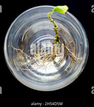 Basilikum mit Wurzeln im Wasser in Weingala. Viele Wurzeln im Wasser. Neues Lebenskonzept. Pflanzenwachstum. Hoffnung. Textraum. Stockfoto