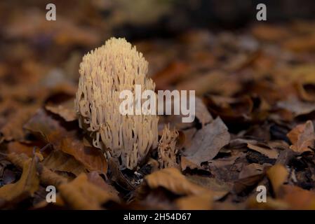 Aufrechter Korallen-Pilz (Ramaria stricta) inmitten gefallener Blätter auf dem Waldboden Stockfoto