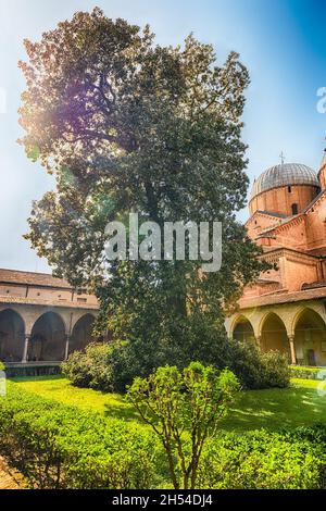 Riesige Magnolie im Kreuzgang der Basilika des Heiligen Antonius, Wahrzeichen und Sehenswürdigkeiten in Padua, Italien Stockfoto