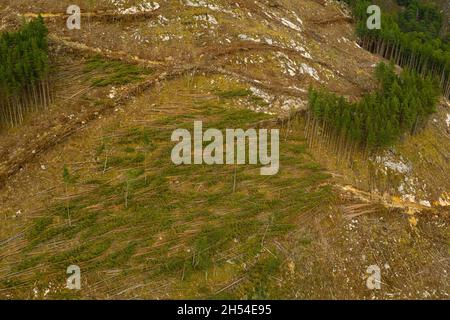 Luftaufnahme der Holzernte auf einem Hügel in der Nähe von Cannich im schottischen Hochland. Stockfoto