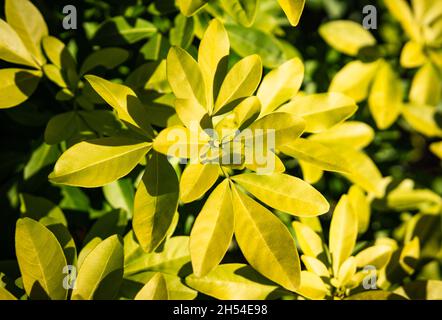 Choisya ternata, Junge gelbe und grüne Blätter der mexikanischen Orangenblüte, Strauchbaum in einem Park im Frühling, , natürliche Muster Hintergrund. Stockfoto