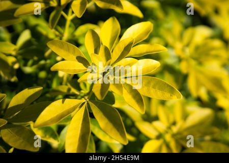 Choisya ternata, Junge gelbe und grüne Blätter der mexikanischen Orangenblüte, Strauchbaum in einem Park im Frühling, , natürliche Muster Hintergrund. Stockfoto