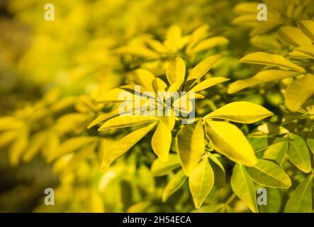 Choisya ternata, Junge gelbe und grüne Blätter der mexikanischen Orangenblüte, Strauchbaum in einem Park im Frühling, , natürliche Muster Hintergrund. Stockfoto