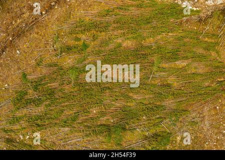 Luftaufnahme der Holzernte auf einem Hügel in der Nähe von Cannich im schottischen Hochland. Stockfoto