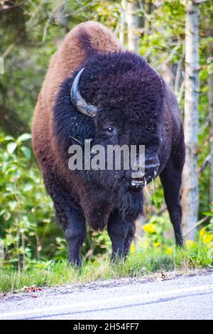 Großer männlicher Bison, der am Straßenrand steht und Schleim aus seiner Nase läuft. Stehen vor Bäumen Stockfoto