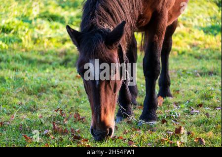 Essen Pferd auf der Weide in sonnigen Herbstmorgen. Stockfoto