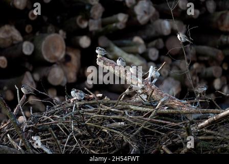 Auf den Ästen in der Nähe der Baumstämme sitzende Sperlinge. Stockfoto