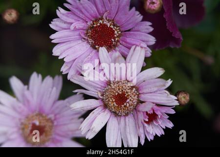 Kleine Sommergerbera blüht in Rosa und Veilchen Stockfoto