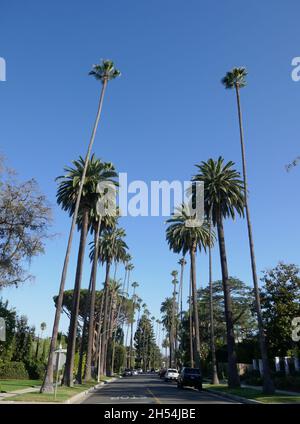 Beverly Hills, Kalifornien, USA 10. September 2021 Ein allgemeiner Blick auf die Atmosphäre der Palmen am 10. September 2021 in Beverly Hills, Kalifornien, USA. Foto von Barry King/Alamy Stockfoto Stockfoto