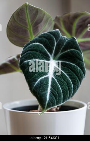 Alocasia reginula 'black Velvet' Blatt. Tropische Topfpflanze auf weißem Hintergrund. Exotisch trendige Zimmerpflanzen Detail. Stockfoto