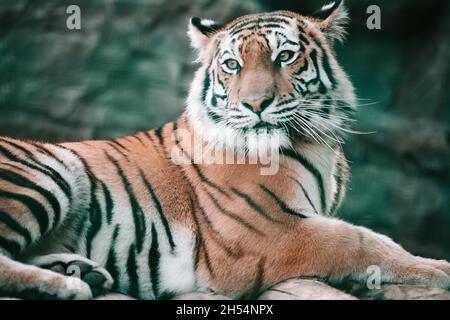 Ein feiner Tiger legte sich im Zoo auf den Tisch. Stockfoto