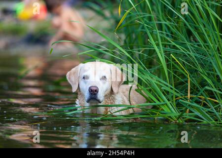 Schöner, nasser Retriever, der im Fluss steht. Hund draußen im Wasser. Sie sucht nach ihrem Mann Stockfoto