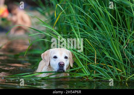 Schöner, nasser Retriever, der im Fluss steht. Hund draußen im Wasser. Sie sucht nach ihrem Mann Stockfoto