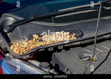 Lufteinlass der Fahrzeugbelüftung ist mit Blättern verstopft. Konzept für Wartung, Reparatur und Service der Fahrzeugklimaregelung Stockfoto