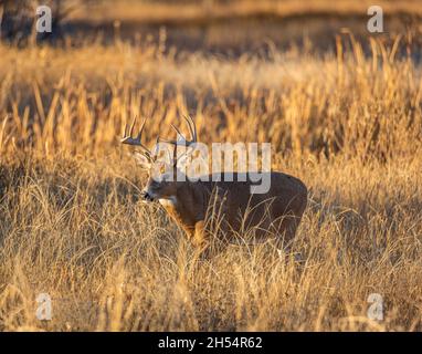 Reifes Wildschwanzwild-Männchen (Buck), das bei Sonnenuntergang während der Rut im Rocky Mountain Arsenal National Wildlife Refuge, Colorado, USA, aus dem Sumpf herausläuft Stockfoto