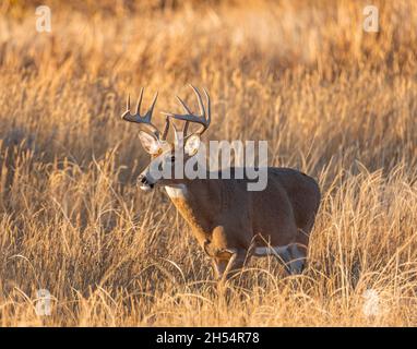 Reifes Wildschwanzwild-Männchen (Buck), das bei Sonnenuntergang während der Rut im Rocky Mountain Arsenal National Wildlife Refuge, Colorado, USA, aus dem Sumpf herausläuft Stockfoto