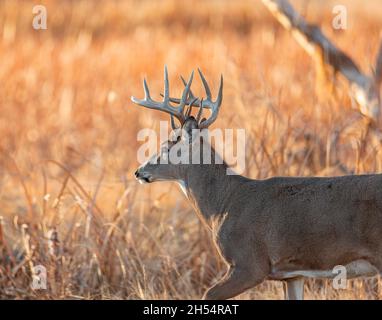 Reifes Hirschmännchen (Buck), das während der Rut bei Sonnenuntergang entlang des Sumpfes läuft, Rocky Mountain Arsenal National Wildlife Refuge, Colorado, USA Stockfoto